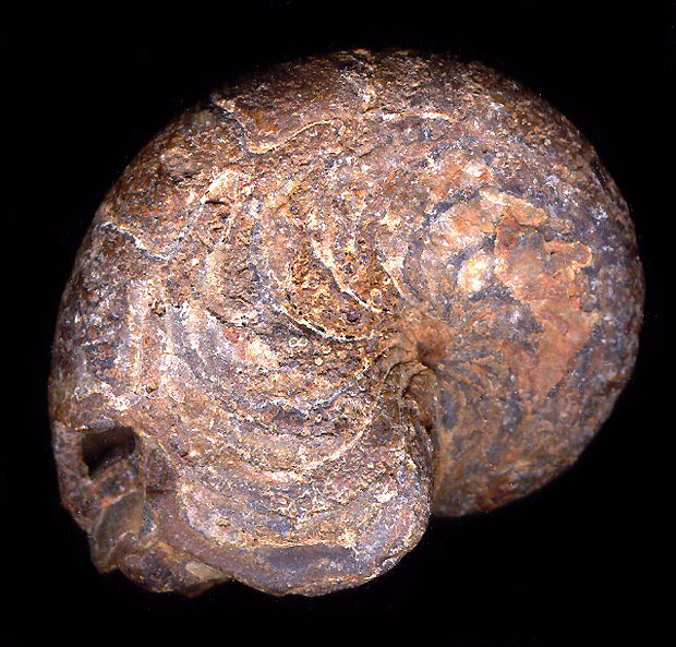 FOTO11.jpg (203309 bytes)