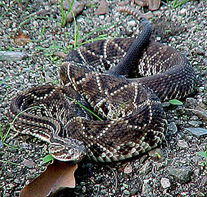 NUEVA3.jpg (185217 bytes)