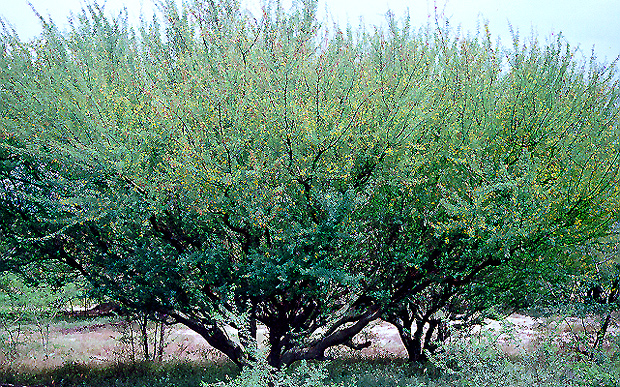 Untitled-8.jpg (683709 bytes)