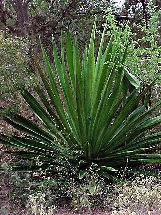 HONGOS.jpg (91675 bytes)