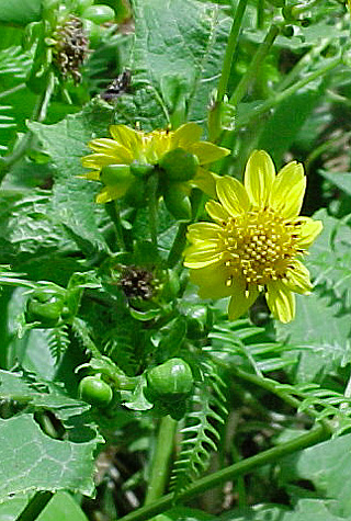 FLOR1.jpg (126724 bytes)
