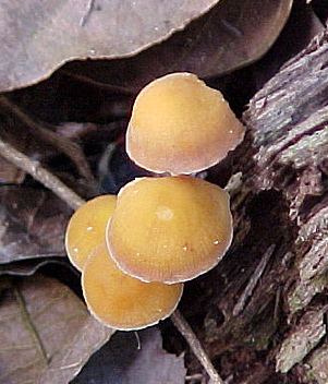 HONGOS.jpg (91675 bytes)